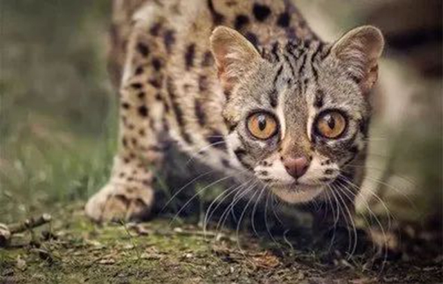 叙永：豹猫剥皮，画眉售卖，警方蹲守9小时抓获狩猎男子！