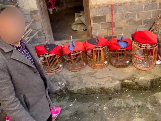 叙永：豹猫剥皮，画眉售卖，警方蹲守9小时抓获狩猎男子！(图3)