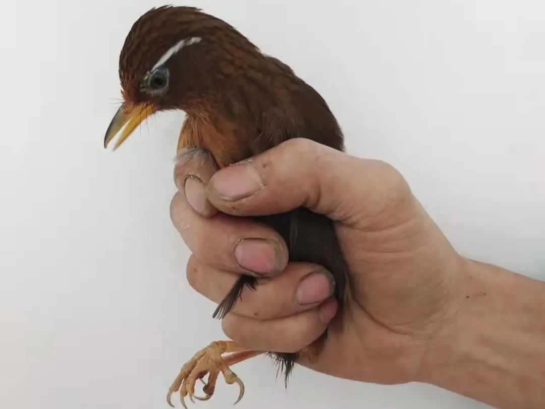 叙永：豹猫剥皮，画眉售卖，警方蹲守9小时抓获狩猎男子！(图6)