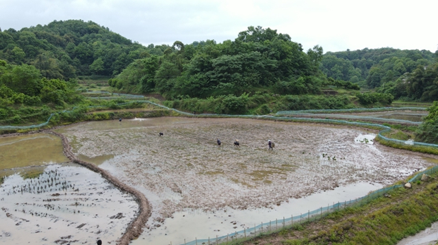 头批小龙虾丰收后,合江的巴蜀鱼米之乡忙起了这个!(图1) 头批小龙虾丰收后,合江的巴蜀鱼米之乡忙起了这个!(图1)