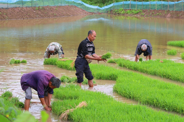 头批小龙虾丰收后,合江的巴蜀鱼米之乡忙起了这个!(图2) 头批小龙虾丰收后,合江的巴蜀鱼米之乡忙起了这个!(图2)