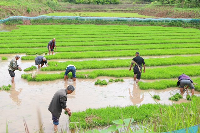 头批小龙虾丰收后,合江的巴蜀鱼米之乡忙起了这个!(图3) 头批小龙虾丰收后,合江的巴蜀鱼米之乡忙起了这个!(图3)