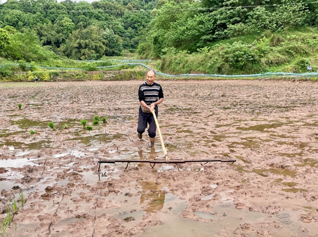 头批小龙虾丰收后,合江的巴蜀鱼米之乡忙起了这个!(图4) 头批小龙虾丰收后,合江的巴蜀鱼米之乡忙起了这个!(图4)