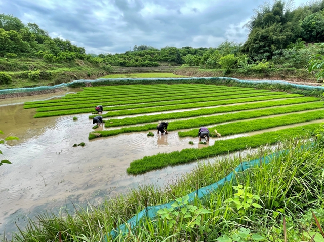头批小龙虾丰收后,合江的巴蜀鱼米之乡忙起了这个!(图5) 头批小龙虾丰收后,合江的巴蜀鱼米之乡忙起了这个!(图5)