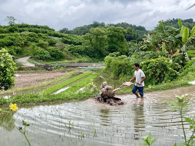 头批小龙虾丰收后,合江的巴蜀鱼米之乡忙起了这个!(图6) 头批小龙虾丰收后,合江的巴蜀鱼米之乡忙起了这个!(图6)