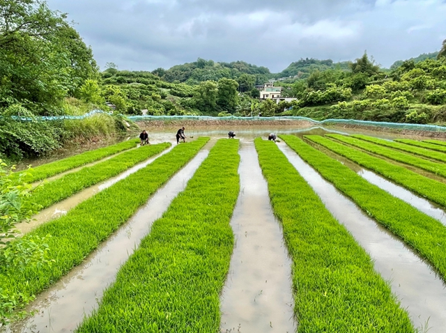 头批小龙虾丰收后,合江的巴蜀鱼米之乡忙起了这个!(图7) 头批小龙虾丰收后,合江的巴蜀鱼米之乡忙起了这个!(图7)