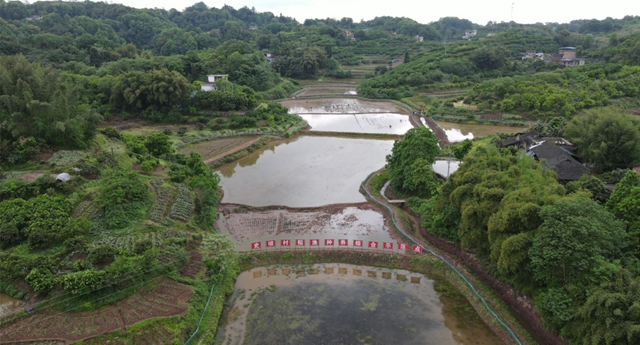 头批小龙虾丰收后,合江的巴蜀鱼米之乡忙起了这个!(图8) 头批小龙虾丰收后,合江的巴蜀鱼米之乡忙起了这个!(图8)