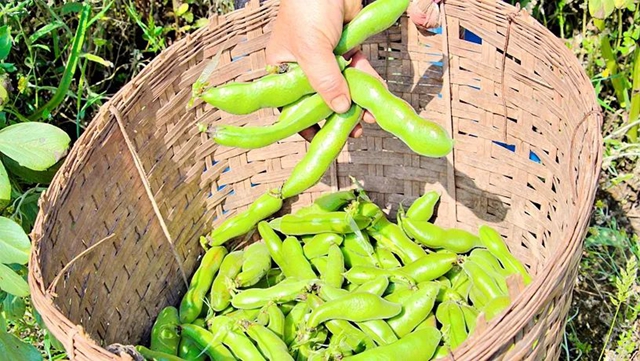 泸县石桥镇：蚕豆大丰收，村集体经济“壮”起来(图1)