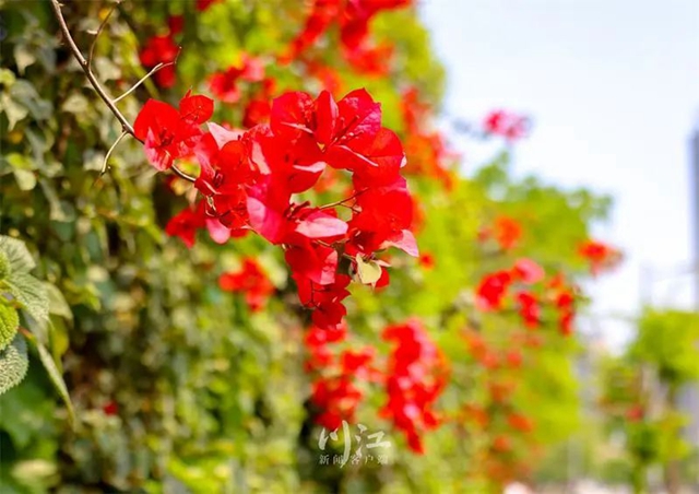 枫叶、蔷薇、三角梅、郁金香......这是热情绚烂的四月泸州(图2) 枫叶、蔷薇、三角梅、郁金香......这是热情绚烂的四月泸州(图2)
