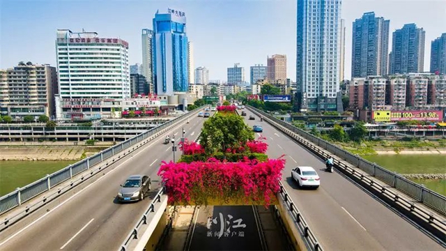 枫叶、蔷薇、三角梅、郁金香......这是热情绚烂的四月泸州(图3) 枫叶、蔷薇、三角梅、郁金香......这是热情绚烂的四月泸州(图3)