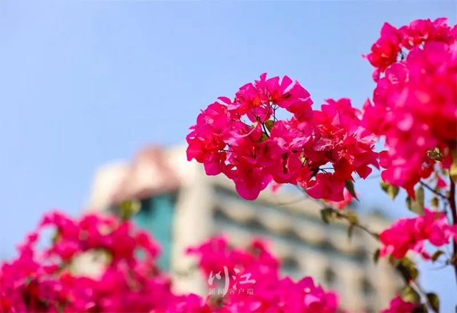 枫叶、蔷薇、三角梅、郁金香......这是热情绚烂的四月泸州(图4) 枫叶、蔷薇、三角梅、郁金香......这是热情绚烂的四月泸州(图4)