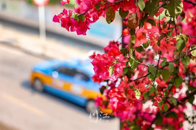 枫叶、蔷薇、三角梅、郁金香......这是热情绚烂的四月泸州(图5) 枫叶、蔷薇、三角梅、郁金香......这是热情绚烂的四月泸州(图5)