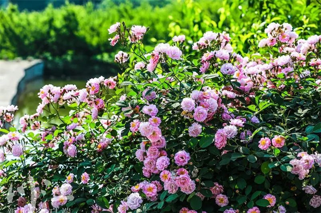 枫叶、蔷薇、三角梅、郁金香......这是热情绚烂的四月泸州(图8) 枫叶、蔷薇、三角梅、郁金香......这是热情绚烂的四月泸州(图8)