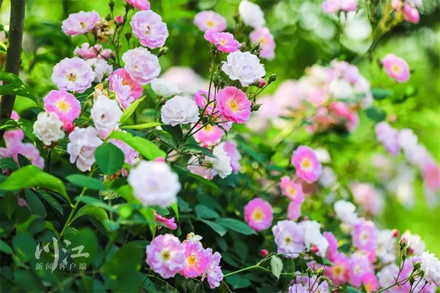 枫叶、蔷薇、三角梅、郁金香......这是热情绚烂的四月泸州(图10) 枫叶、蔷薇、三角梅、郁金香......这是热情绚烂的四月泸州(图10)