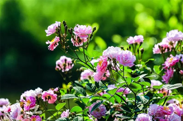 枫叶、蔷薇、三角梅、郁金香......这是热情绚烂的四月泸州(图9) 枫叶、蔷薇、三角梅、郁金香......这是热情绚烂的四月泸州(图9)