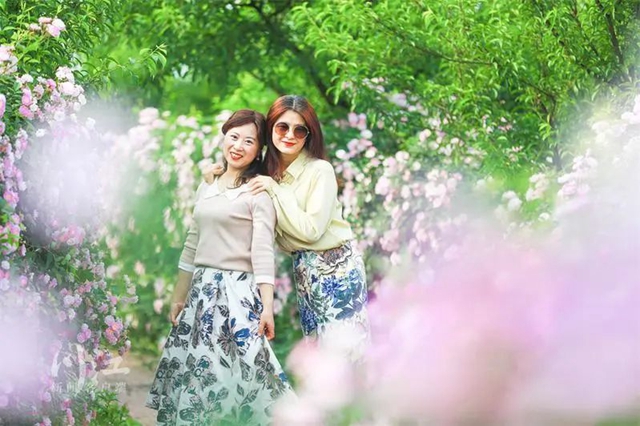 枫叶、蔷薇、三角梅、郁金香......这是热情绚烂的四月泸州(图11) 枫叶、蔷薇、三角梅、郁金香......这是热情绚烂的四月泸州(图11)