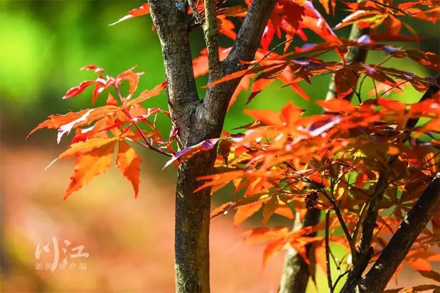 枫叶、蔷薇、三角梅、郁金香......这是热情绚烂的四月泸州(图16) 枫叶、蔷薇、三角梅、郁金香......这是热情绚烂的四月泸州(图16)