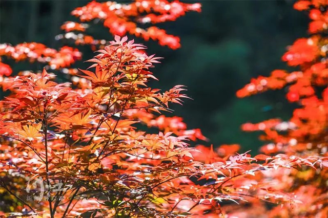 枫叶、蔷薇、三角梅、郁金香......这是热情绚烂的四月泸州(图17) 枫叶、蔷薇、三角梅、郁金香......这是热情绚烂的四月泸州(图17)
