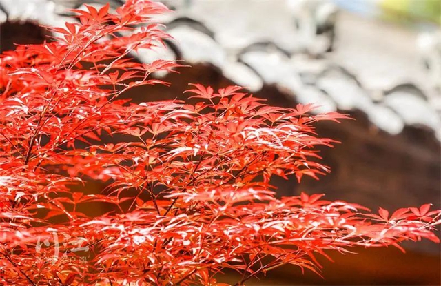 枫叶、蔷薇、三角梅、郁金香......这是热情绚烂的四月泸州(图14) 枫叶、蔷薇、三角梅、郁金香......这是热情绚烂的四月泸州(图14)