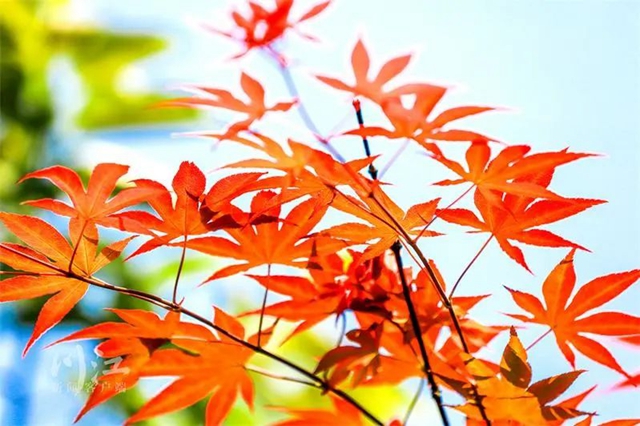 枫叶、蔷薇、三角梅、郁金香......这是热情绚烂的四月泸州(图15) 枫叶、蔷薇、三角梅、郁金香......这是热情绚烂的四月泸州(图15)