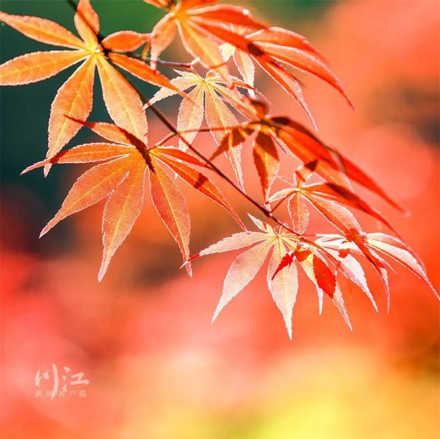 枫叶、蔷薇、三角梅、郁金香......这是热情绚烂的四月泸州(图18) 枫叶、蔷薇、三角梅、郁金香......这是热情绚烂的四月泸州(图18)