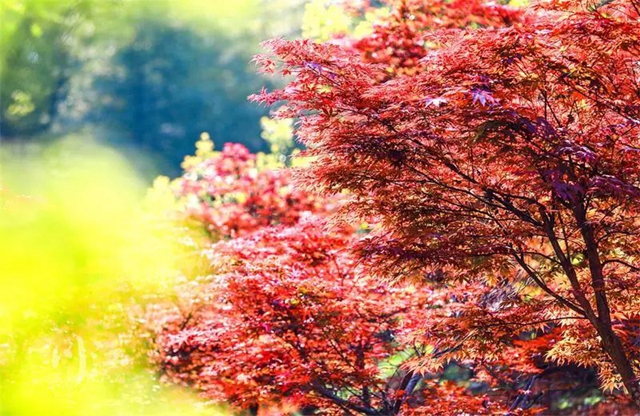 枫叶、蔷薇、三角梅、郁金香......这是热情绚烂的四月泸州(图19) 枫叶、蔷薇、三角梅、郁金香......这是热情绚烂的四月泸州(图19)