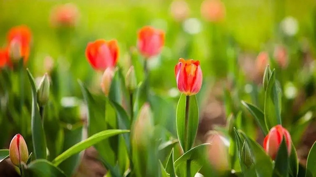 枫叶、蔷薇、三角梅、郁金香......这是热情绚烂的四月泸州(图30) 枫叶、蔷薇、三角梅、郁金香......这是热情绚烂的四月泸州(图30)