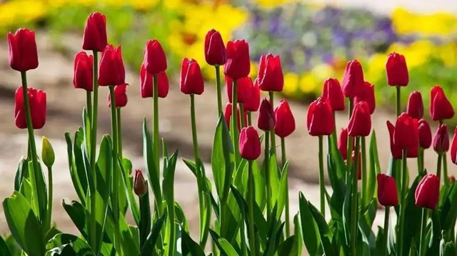 枫叶、蔷薇、三角梅、郁金香......这是热情绚烂的四月泸州(图31) 枫叶、蔷薇、三角梅、郁金香......这是热情绚烂的四月泸州(图31)