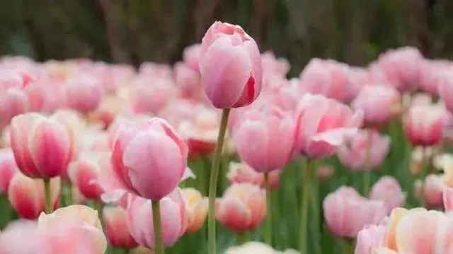 枫叶、蔷薇、三角梅、郁金香......这是热情绚烂的四月泸州(图22) 枫叶、蔷薇、三角梅、郁金香......这是热情绚烂的四月泸州(图22)