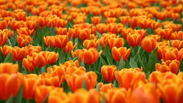 枫叶、蔷薇、三角梅、郁金香......这是热情绚烂的四月泸州(图24) 枫叶、蔷薇、三角梅、郁金香......这是热情绚烂的四月泸州(图24)