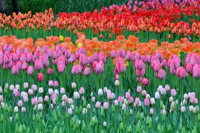 枫叶、蔷薇、三角梅、郁金香......这是热情绚烂的四月泸州(图28) 枫叶、蔷薇、三角梅、郁金香......这是热情绚烂的四月泸州(图28)