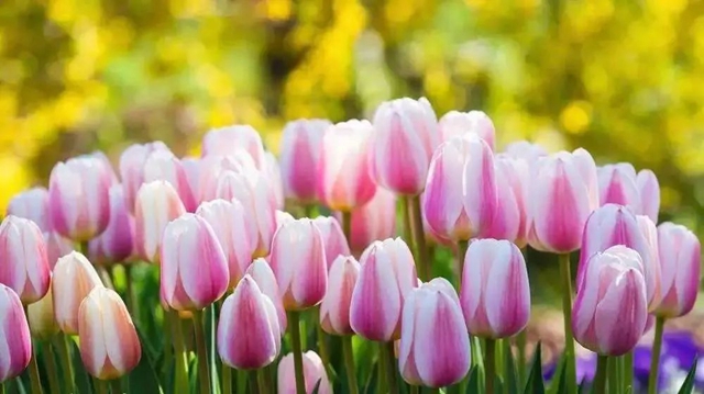 枫叶、蔷薇、三角梅、郁金香......这是热情绚烂的四月泸州(图27) 枫叶、蔷薇、三角梅、郁金香......这是热情绚烂的四月泸州(图27)