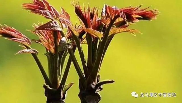 【科普】吃香椿致癌？如何安全食用香椿(图4)