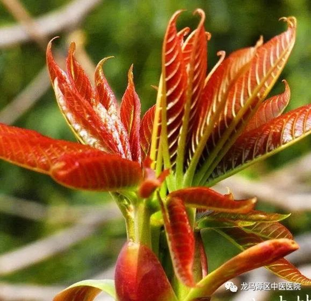 【科普】吃香椿致癌？如何安全食用香椿(图5)