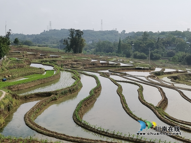  泸县太伏镇：万亩梯田春耕美如画(图3)