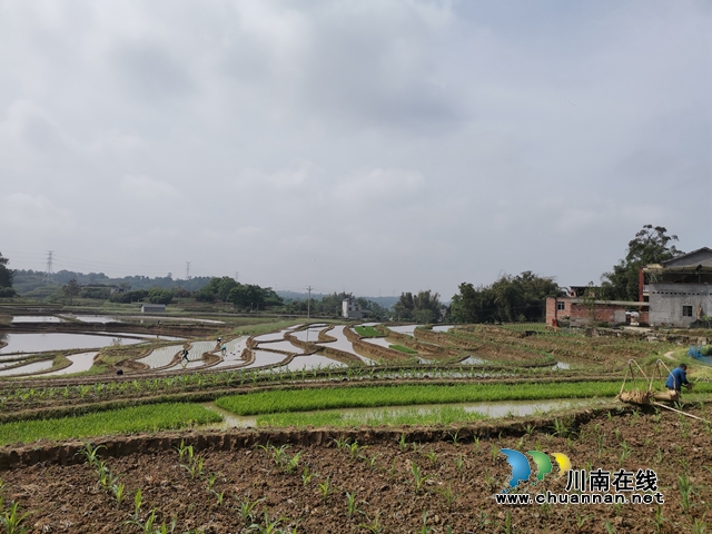  泸县太伏镇：万亩梯田春耕美如画(图4)