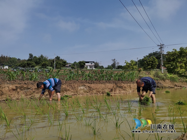  泸县太伏镇：万亩梯田春耕美如画(图5)