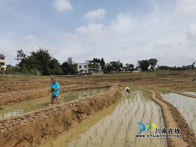  泸县太伏镇：万亩梯田春耕美如画(图6)