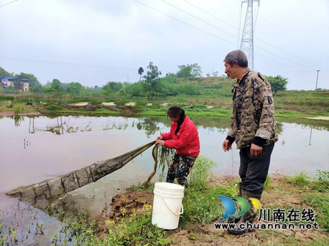 泸县得胜镇：“小龙虾”撬开致富门(图1)