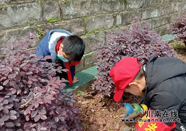 纳溪区天仙镇中心小学开展爱绿护绿活动(图1)