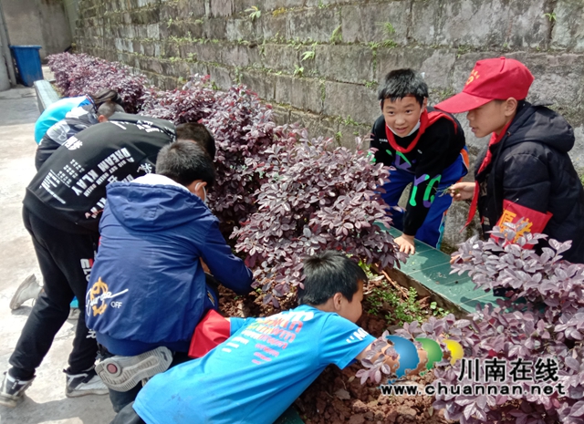 纳溪区天仙镇中心小学开展爱绿护绿活动(图2)