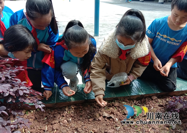 纳溪区天仙镇中心小学开展爱绿护绿活动(图3)