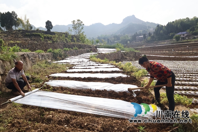 古蔺县双沙镇：高粱园里春耕忙 描摹丰收底色亮(图1)