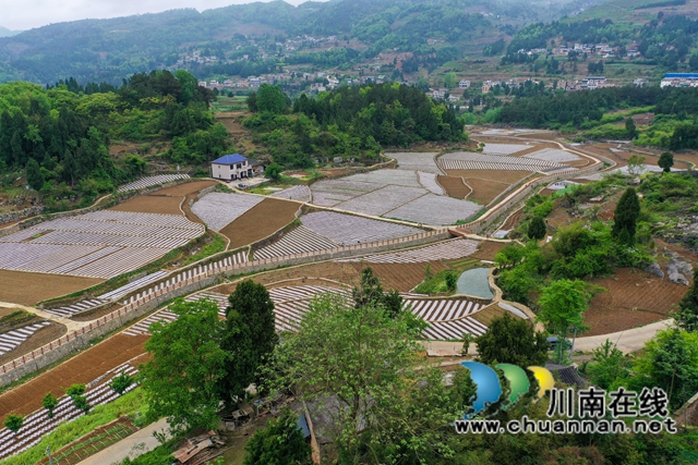 古蔺县双沙镇：高粱园里春耕忙 描摹丰收底色亮(图3)