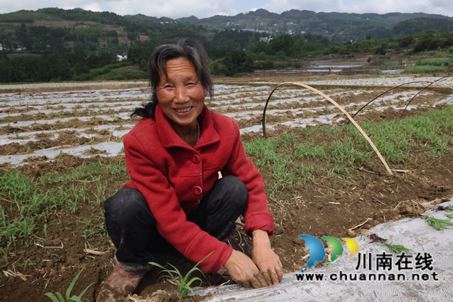 古蔺县双沙镇：高粱园里春耕忙 描摹丰收底色亮(图6)