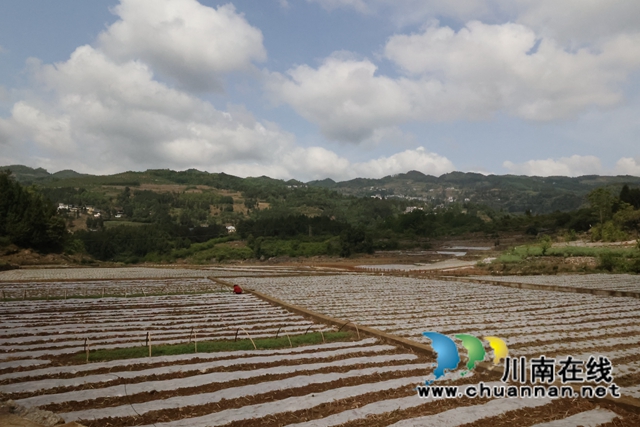 古蔺县双沙镇：高粱园里春耕忙 描摹丰收底色亮(图7)