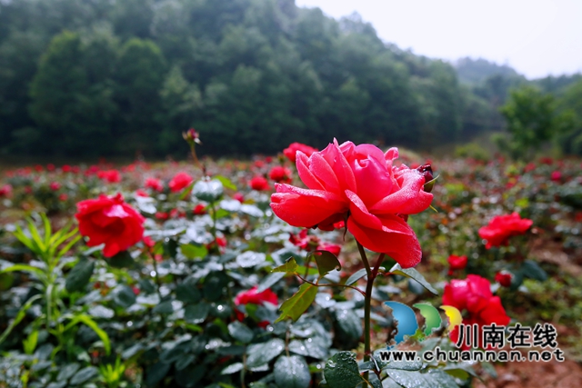 蔷薇墙、月季园……江阳区华阳街道西岸美景等你来打卡！(图1)