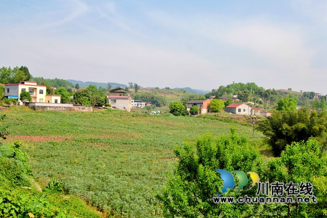 泸县石桥镇：乡贤领头壮大村集体经济(图2)