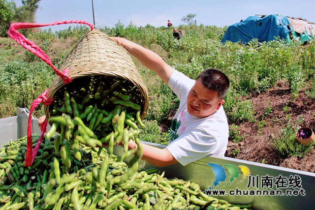 泸县石桥镇：乡贤领头壮大村集体经济(图3)