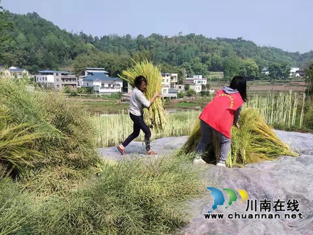 泸县百和镇军大丘村：义务劳动为集体，助力春耕收菜籽(图1)